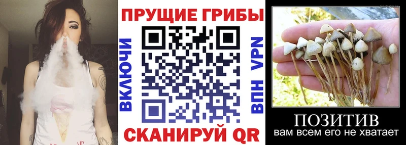 Галлюциногенные грибы прущие грибы  Купить закладки  Кораблино 